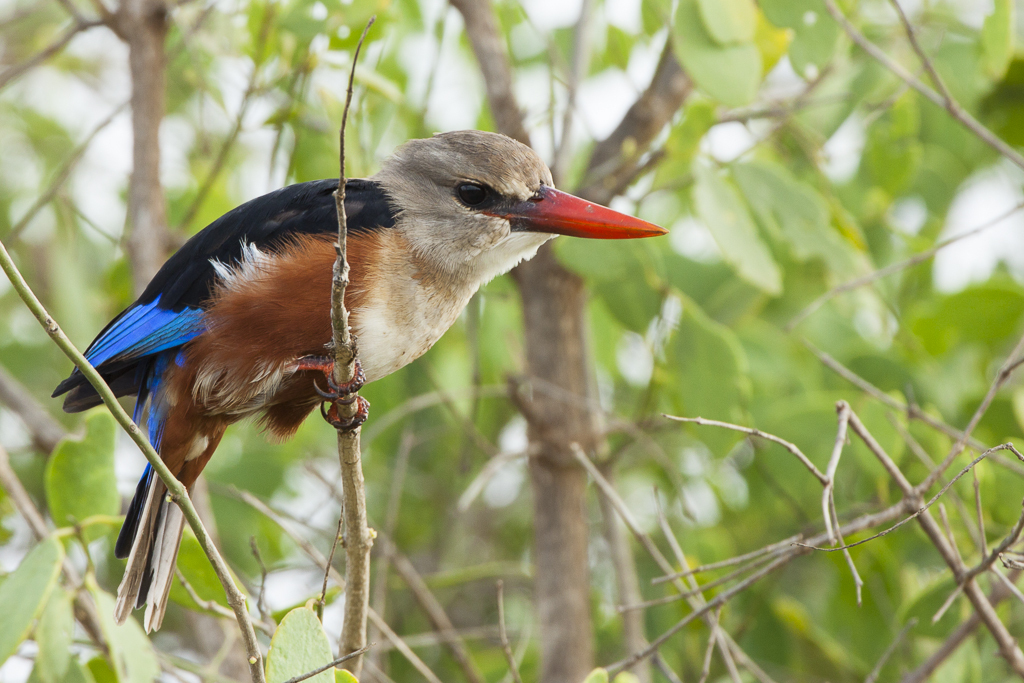 Greyheaded Kingfisher iSafiri